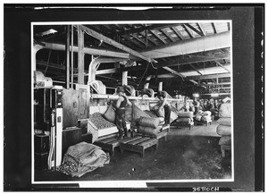 Several men indoors at a walnut factory, ca.1927