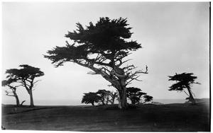 Several monterey cypress trees