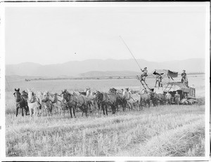 Twenty-horse harvester at work in a field on a Van Nuys-Lankershim ranch, California, ca.1905-1908