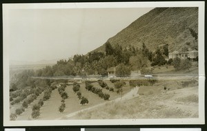Mountainside orchard at Soboba Hot Springs, ca.1900