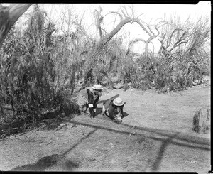 Chimpanzee and bear dressed in straw hats and vests