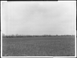 Thirteen horse-drawn plows on Van Nuys grain ranch, ca.1900