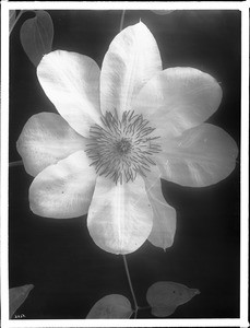 Close-up of a specimen of a white Clematis flower