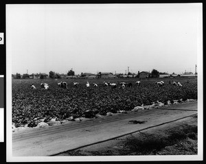 View of a group of workers in a field in Orange County, showing residences in the distance, 1970