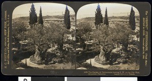 Garden of Gethsemane, looking southwest to the city wall of Jerusalem, in Palestine, ca.1908