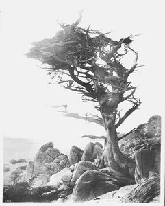 Scraggley Sentinal Cypress in Monterey, growing out of the rocky coast, ca.1900-1901