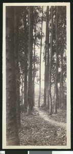 Eucalyptus grove near the University of California