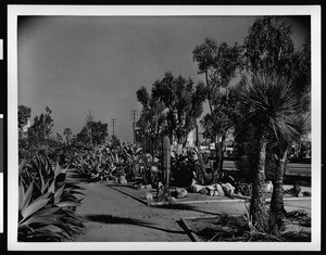 Cactus garden in a Beverly Hills park