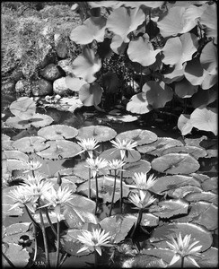 Close-up view of a water lily pond on the grounds of The Huntington, San Marino, ca.1920