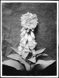 Specimen of foxglove plant