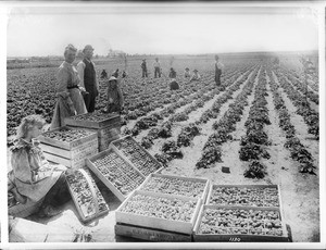 Group of strawberry pickers in a strawberry field in Bell, California, ca.1910