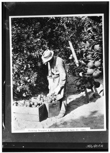 Worker picking oranges with a special picking sack, ca.1925