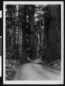 Unidentified dirt road running through a forest of Redwood trees