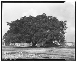 A big tree providing shade for a few buildings