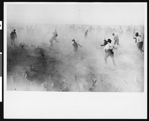 Jackrabbits being herded into a corral by people with wooden clubs at the Antelope Valley rabbit drive, ca.1900