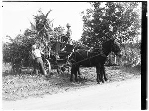 Men cutting and harvesting corn near Pomona, October 20, 1930