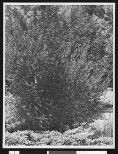 Tagged coniferous tree or bush