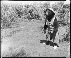 Small bear cub standing in a clearing and wearing a costume, ca.1930