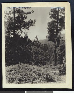 View of a tree-dappled mountain side