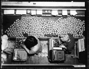 Interior of a citrus fruit packing house where women are packing fruit, seen from above, ca.1930