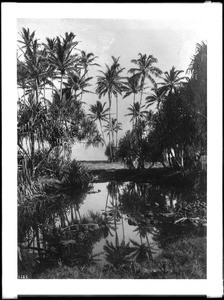 A fish pond surrounded by palm trees and other plants, Hawaii
