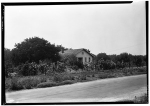 One acre farmsnear El Monte, showing a row of crops, August, 1927