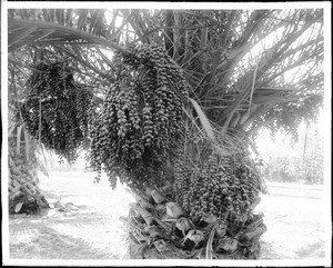 A palm with clusters of dates, ca.1920