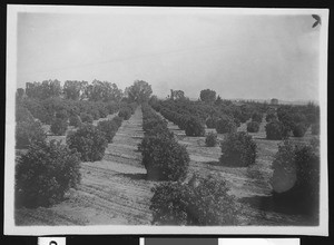 Orange grove in Yuma, Arizona