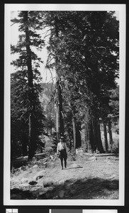 Giant Incense Cedar east of Buckhern Flat Camp on the section of Angeles Crest Highway that was later built