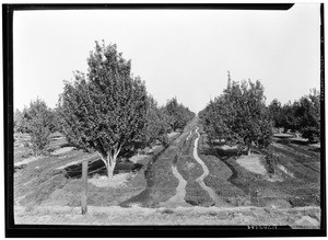 Irrigating at H.W. Mennig's Pear Orchard, Palmdale, August 1929