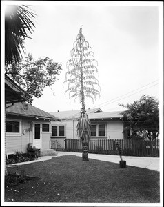 Exterior view of houses with a tall tree in front