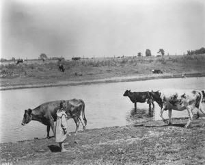 A girl watching cattles heading to the river for a drink