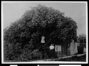 Two people standing near the "great castor bean plant" in Fullerton, 1905