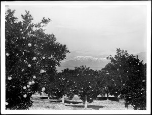 Citrus groves and snow-capped mountains, Southern California