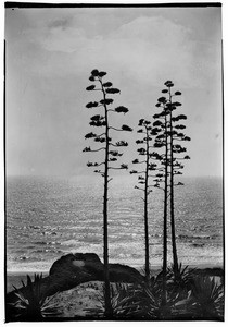 View of the Pacific Ocean from Santa Monica's Palisades Park, ca.1900