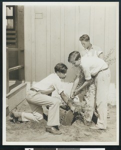 Adolescent boys planting a tree