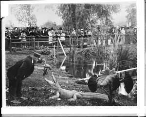 A uniformed man feeding an alligator at an alligator farm (possibly the California Alligator Farm, Los Angeles), ca.1900