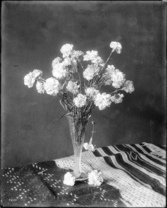 Close-up of specimens of lightly-colored carnations in a vase