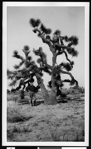 Herbert Rolf next to a joshua tree in a grove west of Fairmont in West Antelope Valley