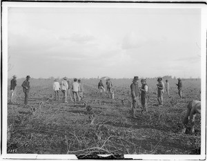 Chinese farm workers pruning a vineyard, ca.1900