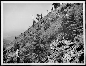 Natural growth of young pine trees after forest fire, California