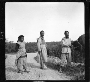 Three farmers harvesting rice in China, ca.1900