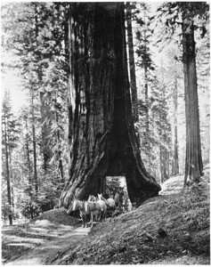 A stagecoach passing under a tunnel cut through a large sequoias tree in Mariposa Grove, Yosemite National Park, California, ca.1900