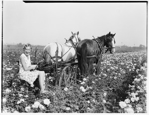 A woman sitting on a small horse-drawn vehicle in a field of flowers