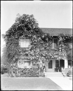 A house (Huffing residence) with its gable fully covered in the branches and leaves of a wisteria tree, Los Angeles, ca.1920