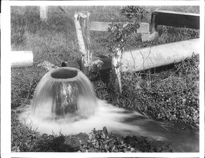 Close-up of one of 50 flowing water wells on Chino Ranch, ca.1903-1905