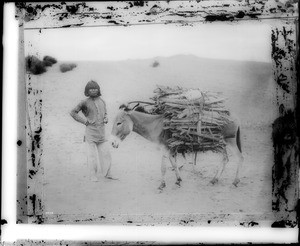 Hopi Indian wood hauler and mule, ca.1900