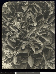 Oranges and blossoms from California groves, ca.1930