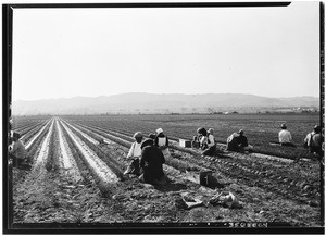 People planting onions on the Petit Ranch in the San Fernando Valley near Van Nuys, February 3, 1930
