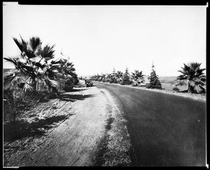 View of Beverly Drive, north of Santa Monica Boulevard, in Beverly Hills, showing trees, 1923